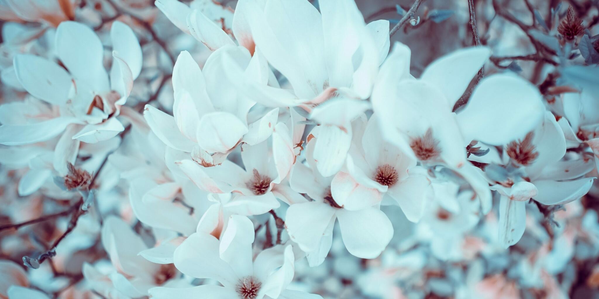 Top Five Things To Do In Magnolia, TX