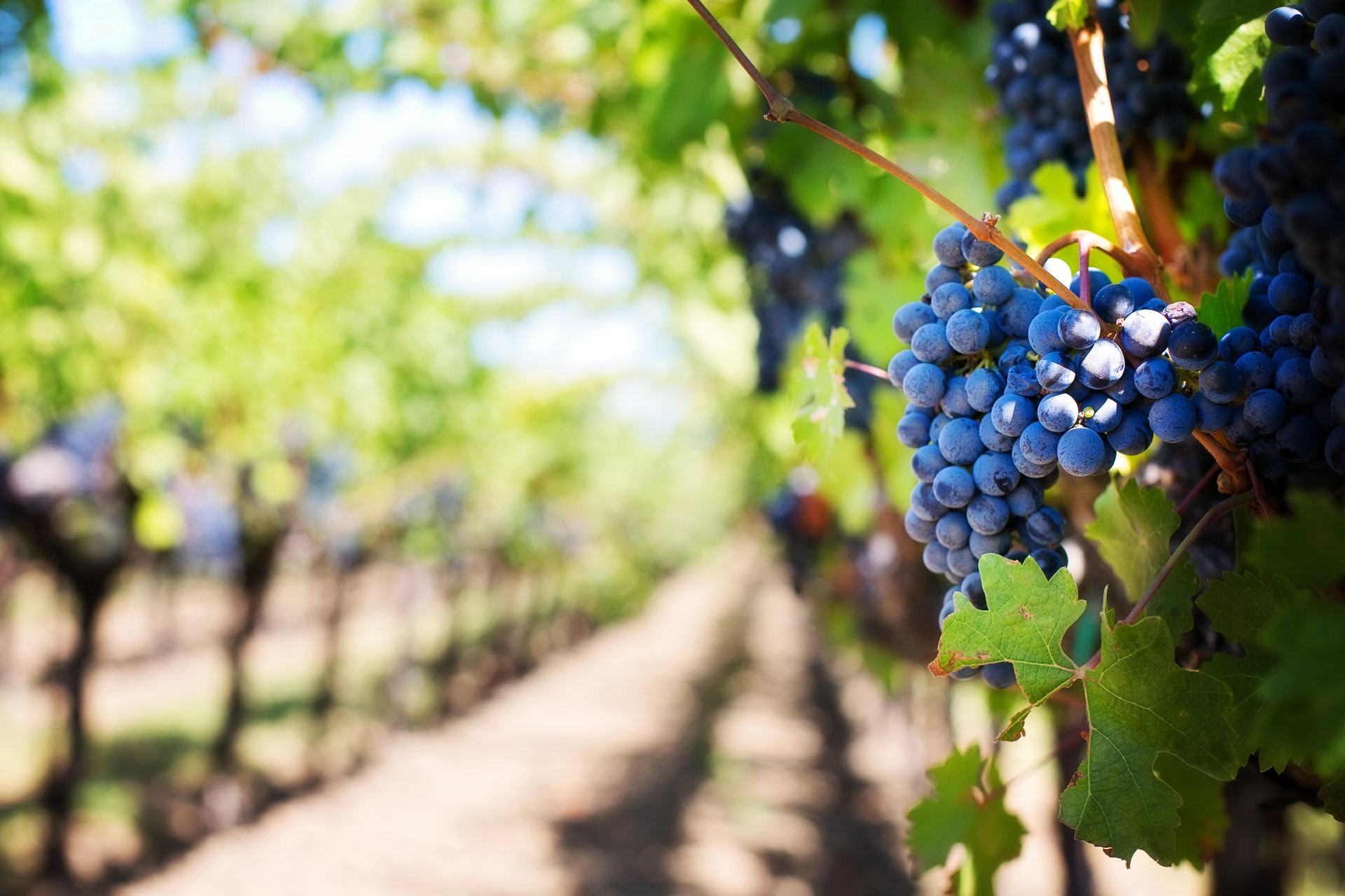 Father's Day Party Ideas winery tasting