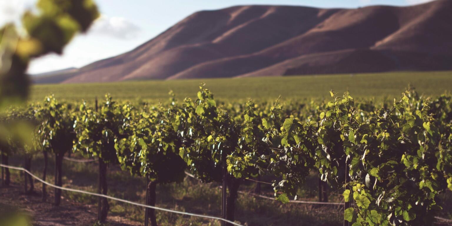 Top 5 Wine Tasting In The Woodlands, TX